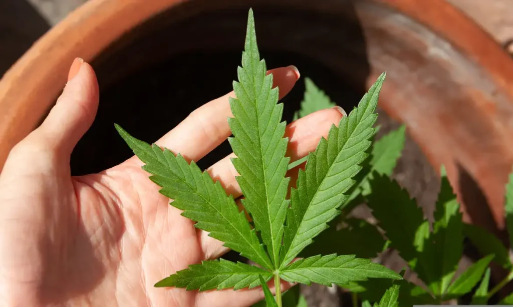 Justiça do Ceará autoriza mulher autista a cultivar maconha para uso medicinal