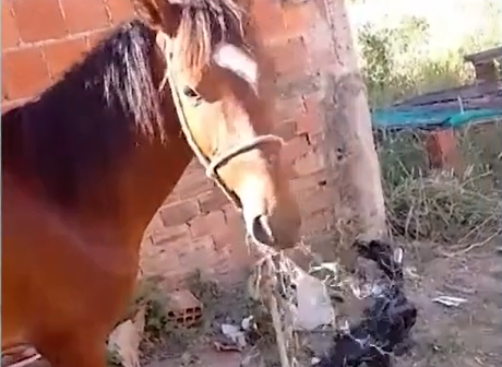 Cavalo de estimação de criança é furtado em Fortaleza e família está a procura do animal