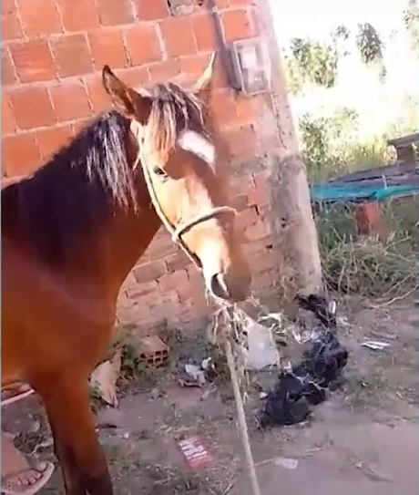 Cavalo de estimação de criança é furtado em Fortaleza e família está a procura do animal