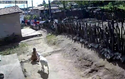 Mulher é atacada por carneiro em quintal de casa em Quixeramobim, no Ceará