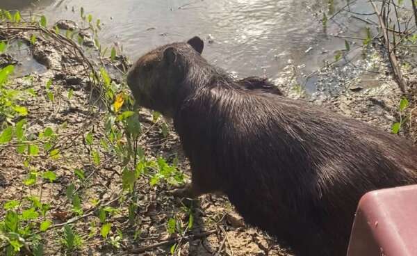 Animais silvestres resgatados no Ceará, são soltos pela Semace e Ibama, em região piauiense