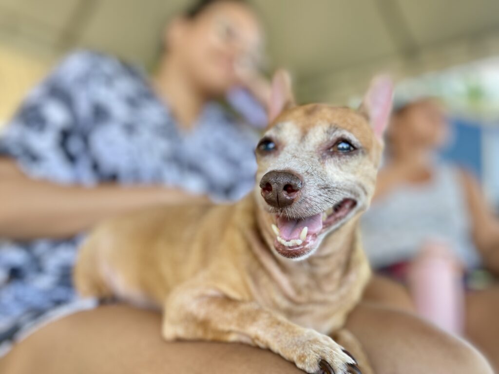 Atendimento veterinário gratuito para cães e gatos começa nesta terça-feira (9) no Ceará; confira os municípios