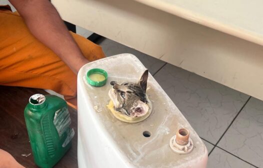 Gato preso em caixa de descarga, em Maracanaú, é resgatado pelo Corpo de Bombeiros