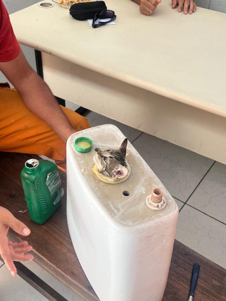 Gato preso em caixa de descarga, em Maracanaú, é resgatado pelo Corpo de Bombeiros