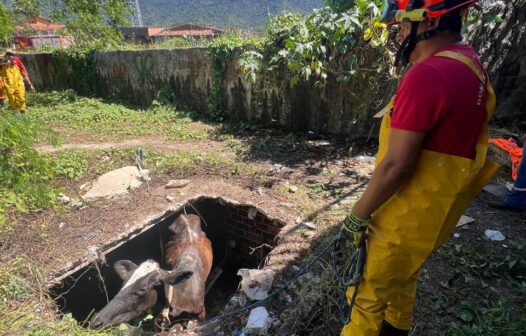 Vaca é resgatada de fossa séptica, em Maranguape