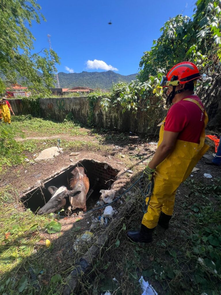 Vaca é resgatada de fossa séptica, em Maranguape