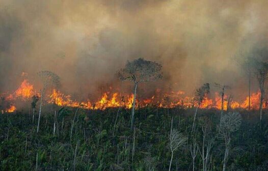 Entenda como estão as queimadas na Amazônia em 2024