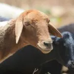 Ceará planeja abatedouro especial para atender mercado islâmico e ampliar exportações de carne caprina