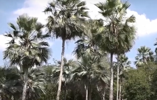 Conheça as curiosidades da carnaúba, planta que está na bandeira do Ceará