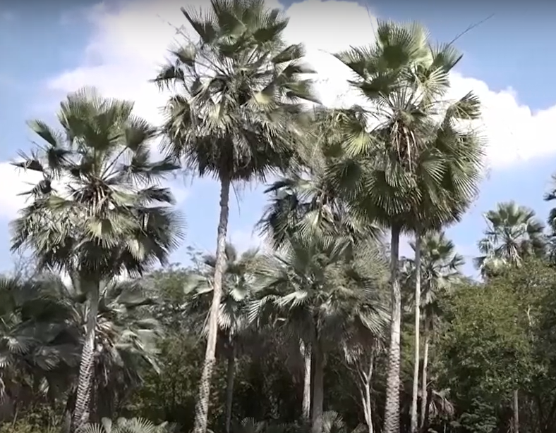 Conheça as curiosidades da carnaúba, planta que está na bandeira do Ceará