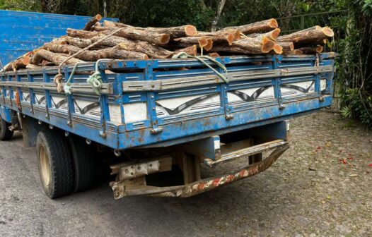 Carga de madeira nativa é apreendida sem documentação em Guaramiranga