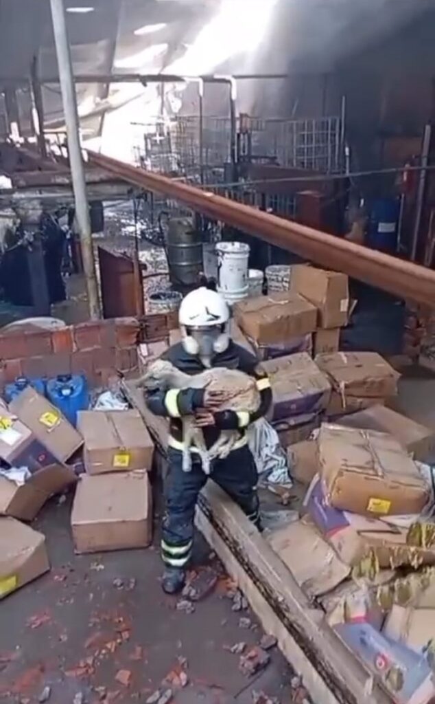 Cachorro é resgatado pelos bombeiros em fábrica de colchões atingida por incêndio em Maracanaú