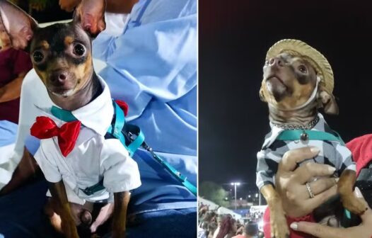 Cachorro é flagrado andando de moto usando camisa e capacete no interior do Ceará; vídeo