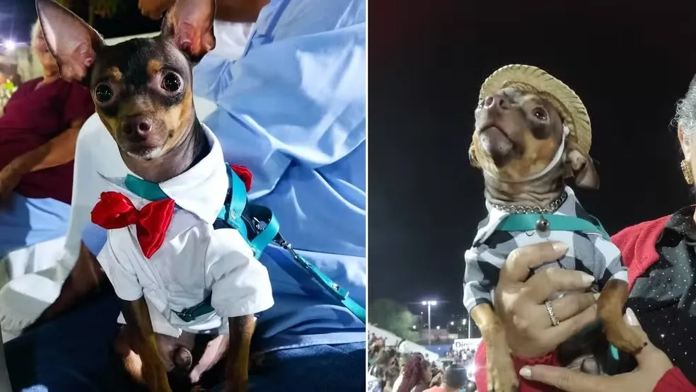 Cachorro é flagrado andando de moto usando camisa e capacete no interior do Ceará; vídeo