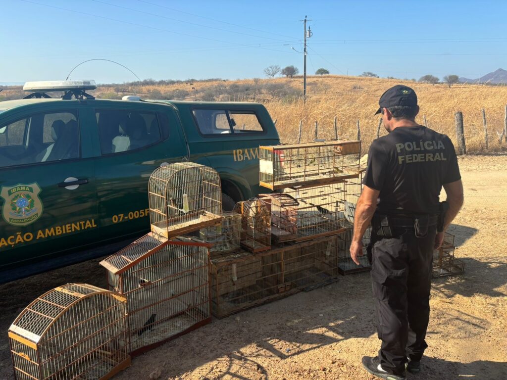 PF cumpre mandados em Icó, no do Ceará, para combater tráfico internacional de aves silvestres