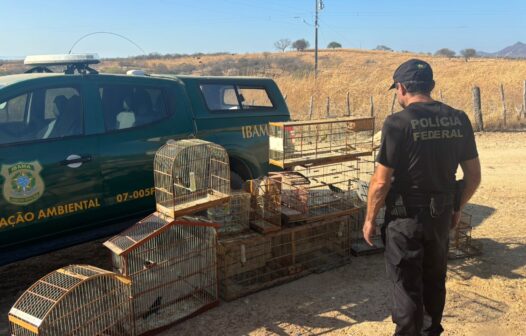 PF cumpre mandados em Icó, no Ceará, para combater tráfico internacional de aves silvestres