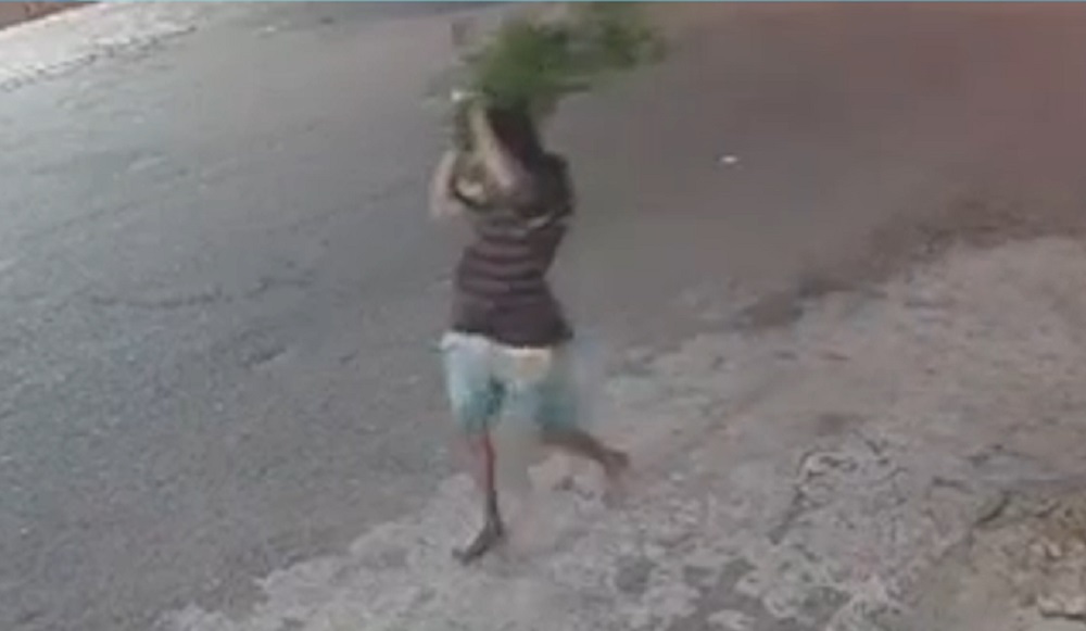 Homem é flagrado furtando vaso com planta em Sobral, no interior do Ceará