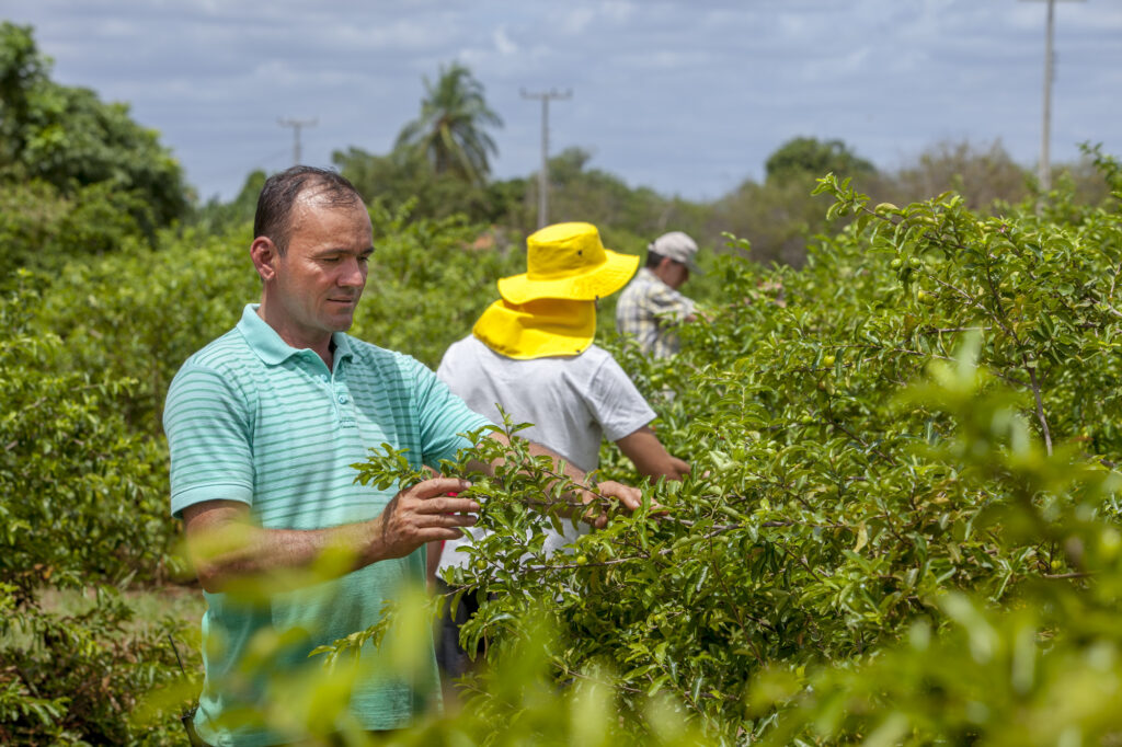 Plano Safra 2024/2025 disponibilizará até R$ 1,8 bilhão para a agricultura familiar no Ceará