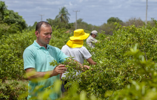 Plano Safra 2024/2025 disponibilizará até R$ 1,8 bilhão para a agricultura familiar no Ceará