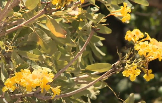 Começa a temporada de floração de ipês em Fortaleza