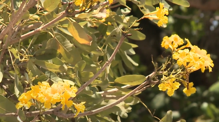 Começa a temporada de floração de ipês em Fortaleza