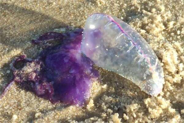 Corpo de Bombeiros alerta para riscos de queimaduras por caravelas e águas-vivas na Praia do Futuro