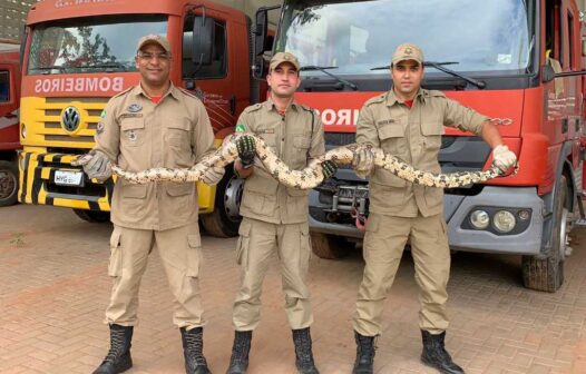 Mais de oito mil animais foram resgatados em 2024 no Ceará