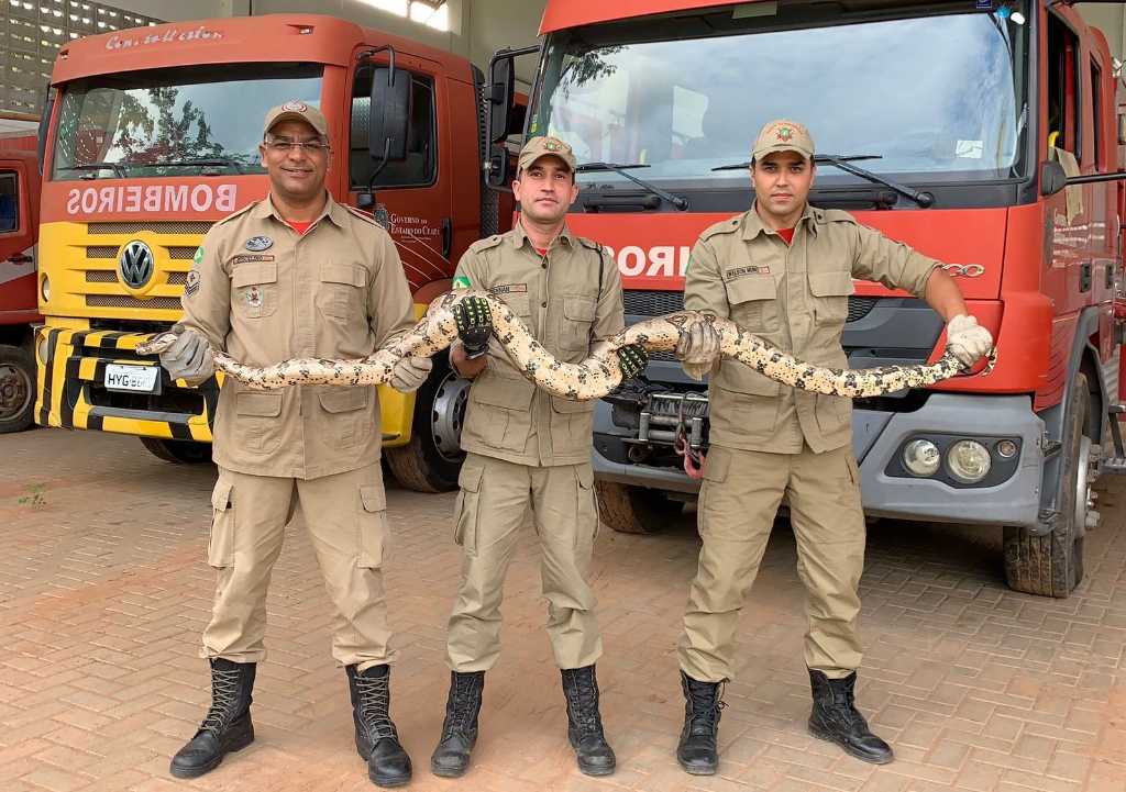 Mais de oito mil animais foram resgatados em 2024, segundo o Corpo de Bombeiros do Ceará