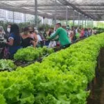 Horta social de Jacarecanga realiza primeiro plantio e beneficiará 400 pessoas