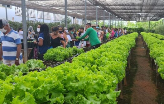 Horta social de Jacarecanga realiza primeiro plantio e beneficiará 400 pessoas