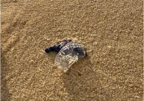 Banhistas registram surgimento de águas-vivas na Praia do Futuro