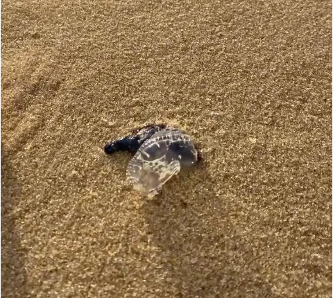 Banhistas registram surgimento de águas-vivas na Praia do Futuro