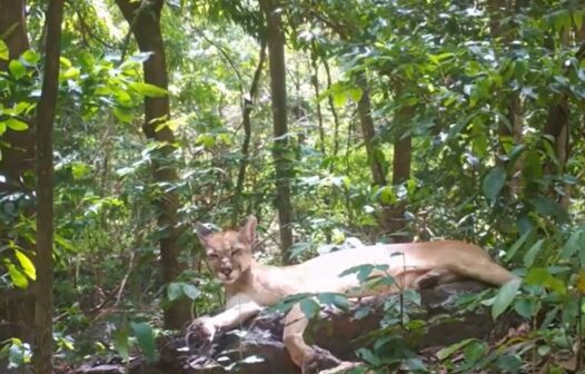 Onça-parda é flagrada por câmera de monitoramento em parque no Ceará; vídeo