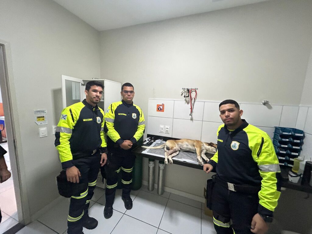 Agentes da AMC prestam socorro a cachorro atropelado e motociclista ferido em Fortaleza