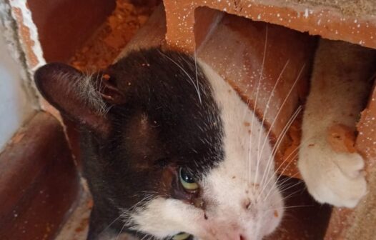 Gato fica preso em cobogó e é resgatado por Bombeiros, em Caucaia; vídeo