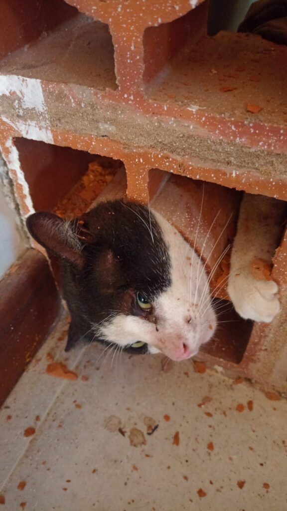 Corpo de Bombeiros resgata gato preso em cobogó em Caucaia