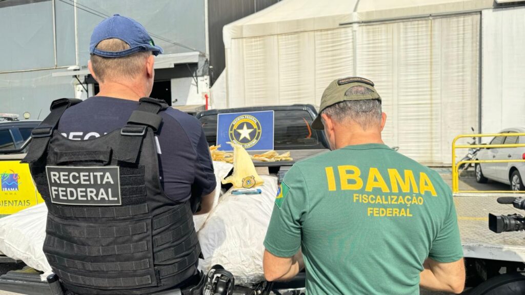 Operação conjunta da Receita Federal e Ibama apreende 96 kg de barbatanas de Tubarão-Azul no Aeroporto de Fortaleza