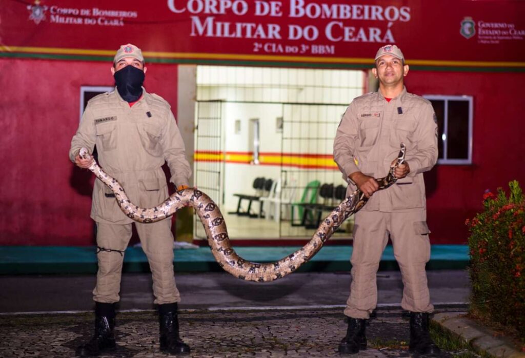 Quase 9 mil animais são resgatados no Ceará em 2024, aponta balanço