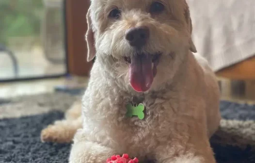 Cão morre eletrocutado ao tocar cabo em São Paulo e corpo fica na rua quase 30h