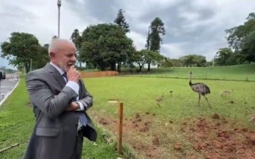 Lula comemora nascimento de nova ninhada de emas no Palácio do Alvorada