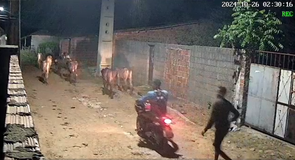 Criminosos pulam cercado e furtam nove vacas de fazenda; vídeo