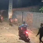 Criminosos pulam cercado e furtam nove vacas de fazenda; vídeo