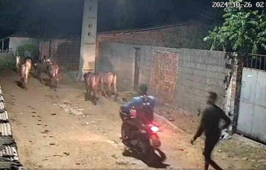 Criminosos pulam cercado e furtam nove vacas de fazenda; vídeo