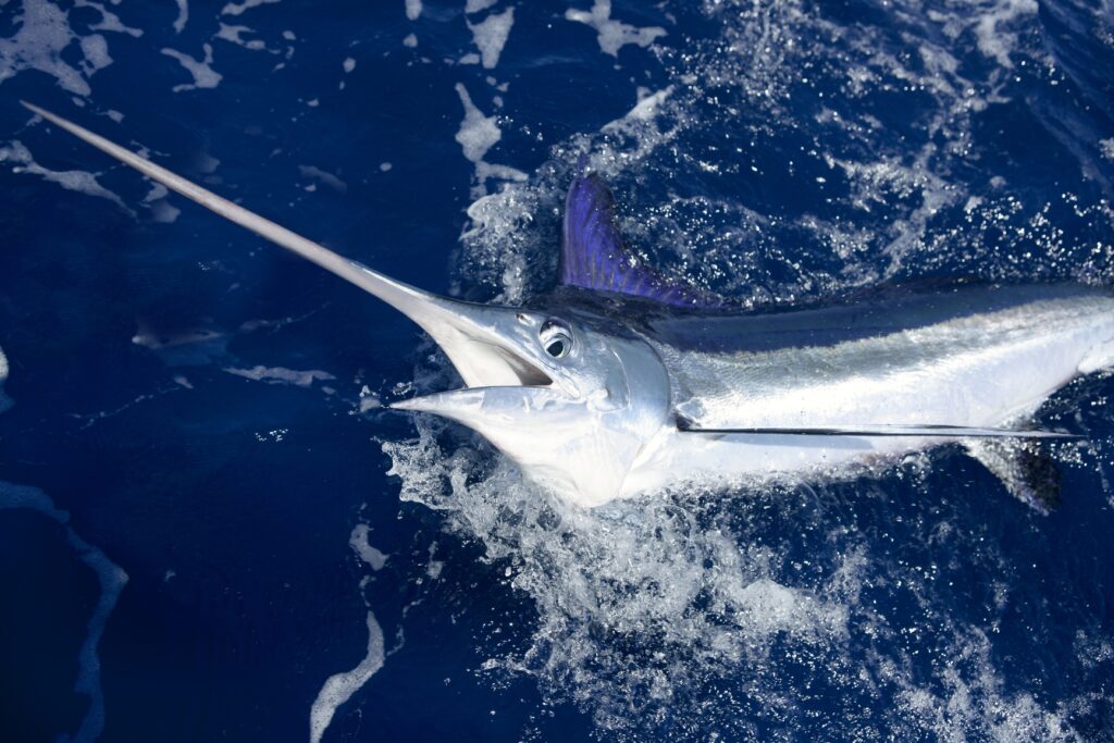 Morte de surfista italiana: onde tem peixe-espada no Brasil?