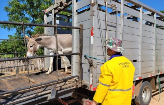 Mais de 2 mil animais abandonados em rodovias do Ceará são resgatados em 2024