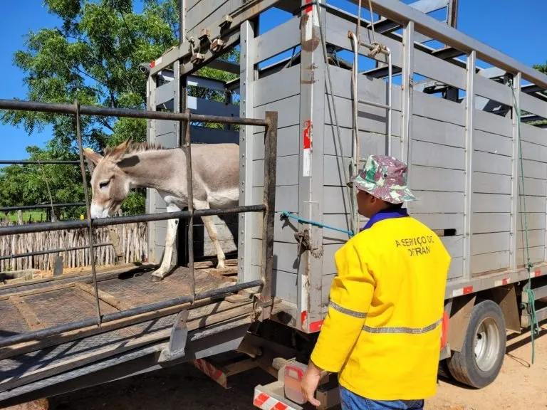 Mais de 2.273 animais abandonados em rodovias do Ceará são resgatados em 2024