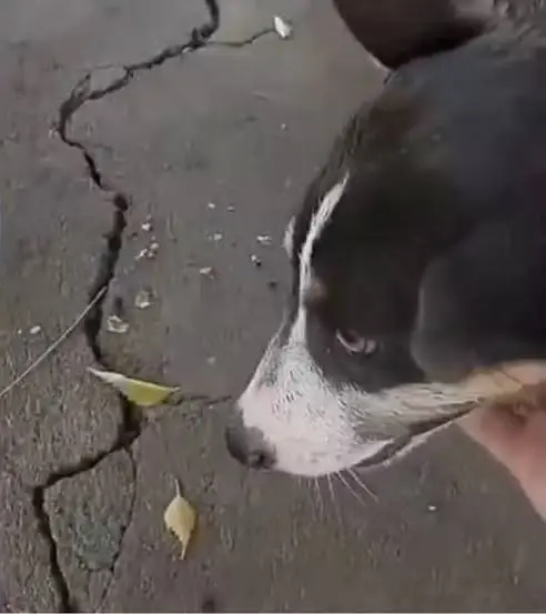 Homem é preso após jogar água fervente em cães que dormiam em rua de Jucás (CE)