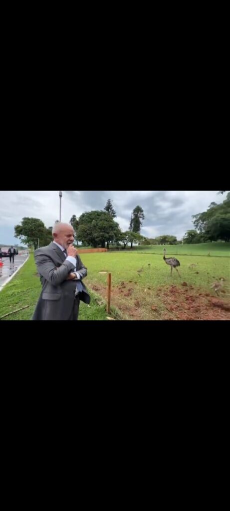 Lula comemora nascimento de nova ninhada de emas no Palácio do Alvorada