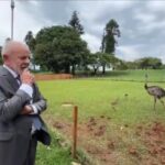 Lula comemora nascimento de nova ninhada de emas no Palácio do Alvorada