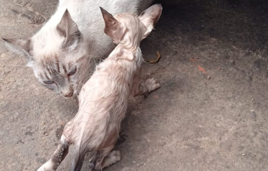 Bombeiros resgatam filhote de gato preso em poço de 5 metros em Fortaleza